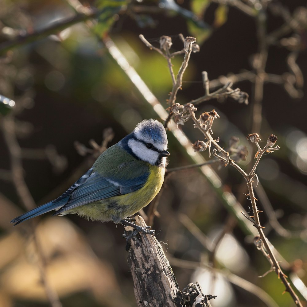 blue and yellow bird on brown tree branch