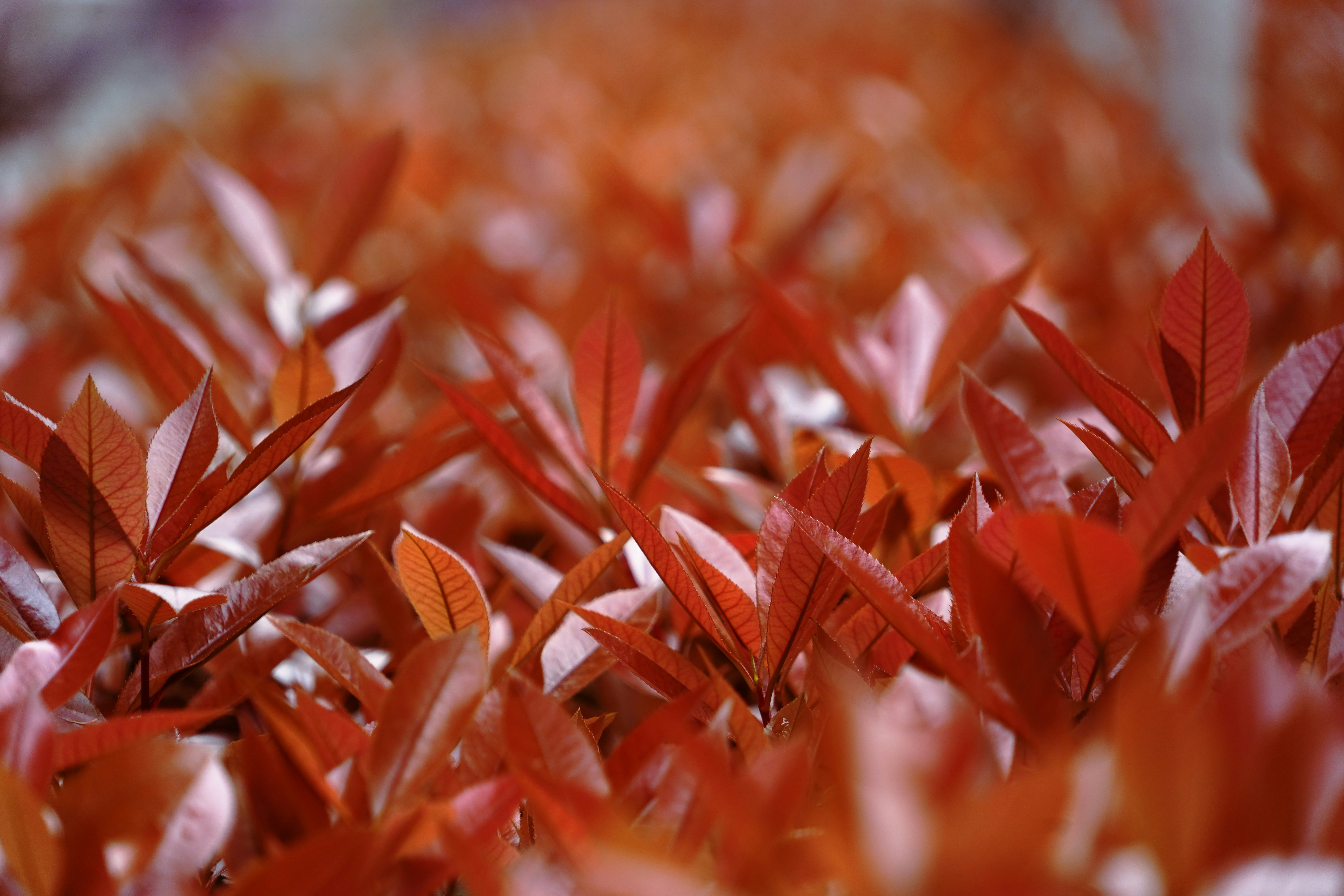 red leaves in tilt shift lens