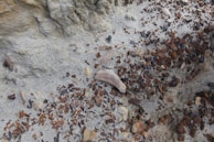 An eroded surface with a mix of light gray and beige sediment, interspersed with scattered fragments of dark brown and reddish-brown rocks. The texture of the surface is rough, with visible cracks and uneven contours, suggesting weathering over time.