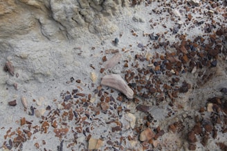 An eroded surface with a mix of light gray and beige sediment, interspersed with scattered fragments of dark brown and reddish-brown rocks. The texture of the surface is rough, with visible cracks and uneven contours, suggesting weathering over time.
