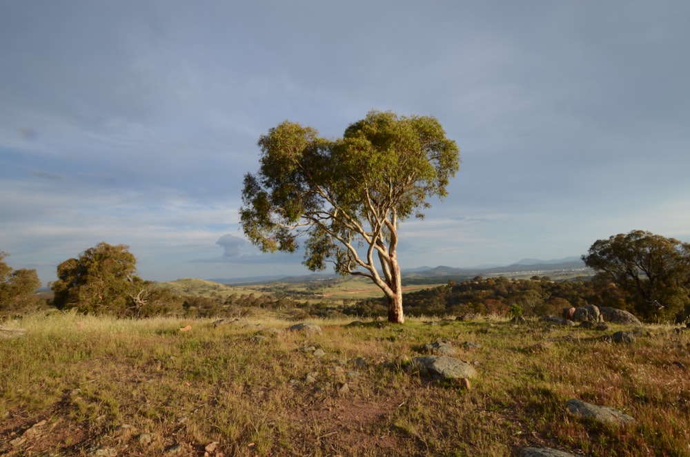 green tree on brown grass field under blue sky during daytime