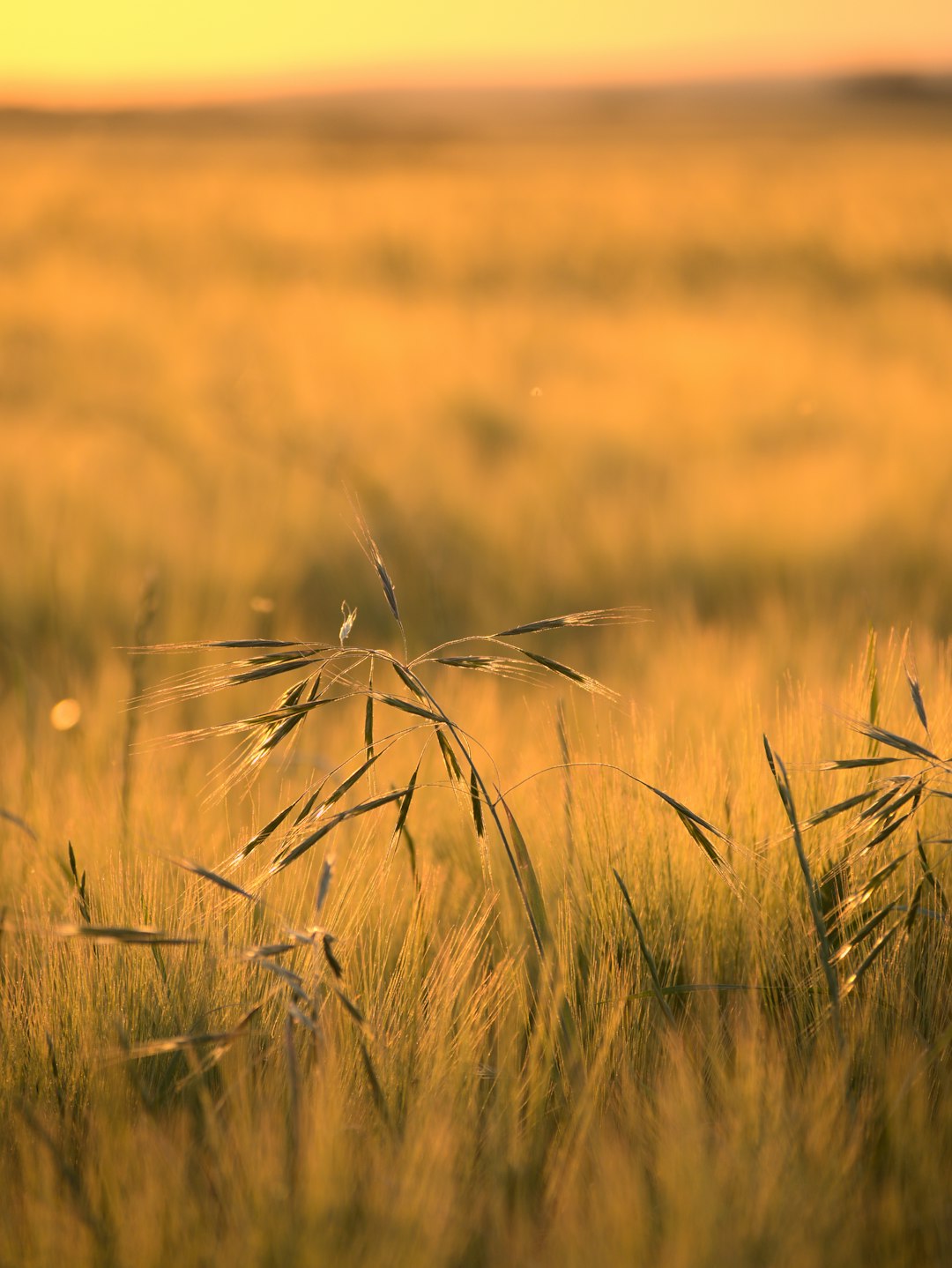 brown wheat field during daytime