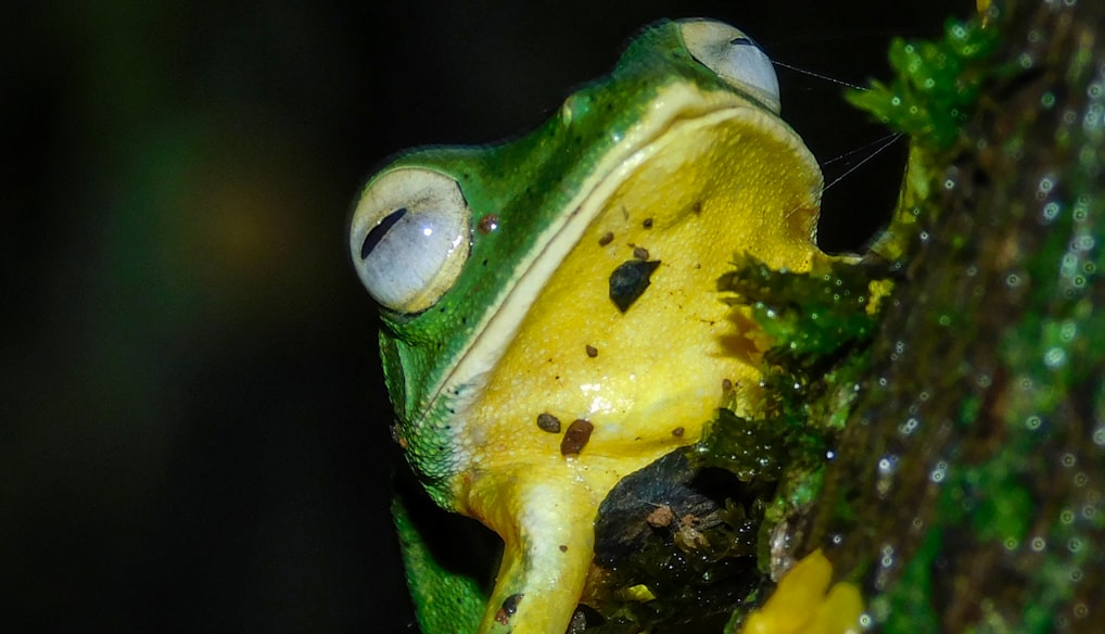 a yellow and green frog sitting on top of a tree
