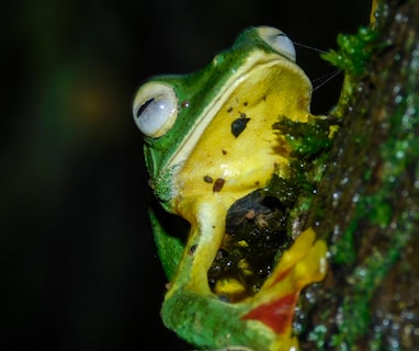 a yellow and green frog sitting on top of a tree