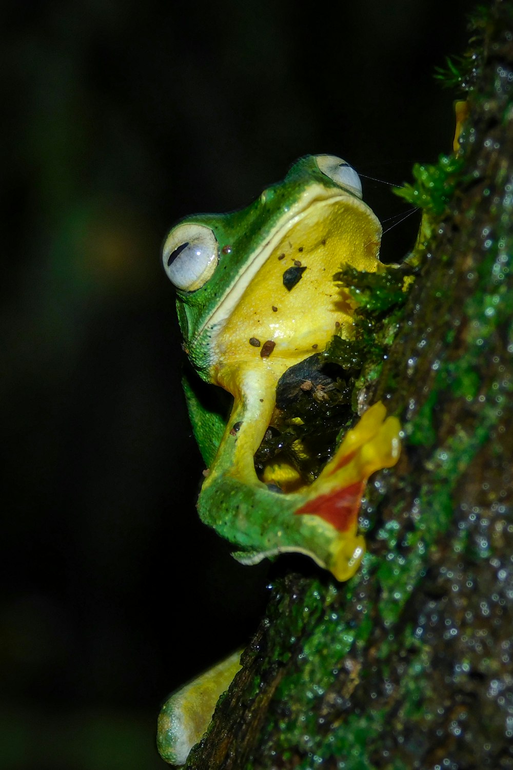 a yellow and green frog sitting on top of a tree