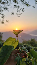 A warm sunset scene showing hands gently holding a small plant growing in soil.