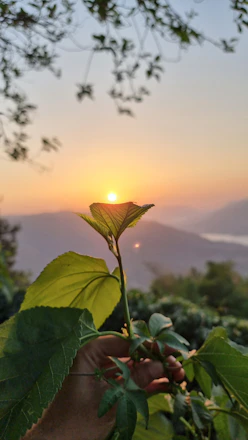 A warm sunset scene showing hands gently holding a small plant growing in soil.