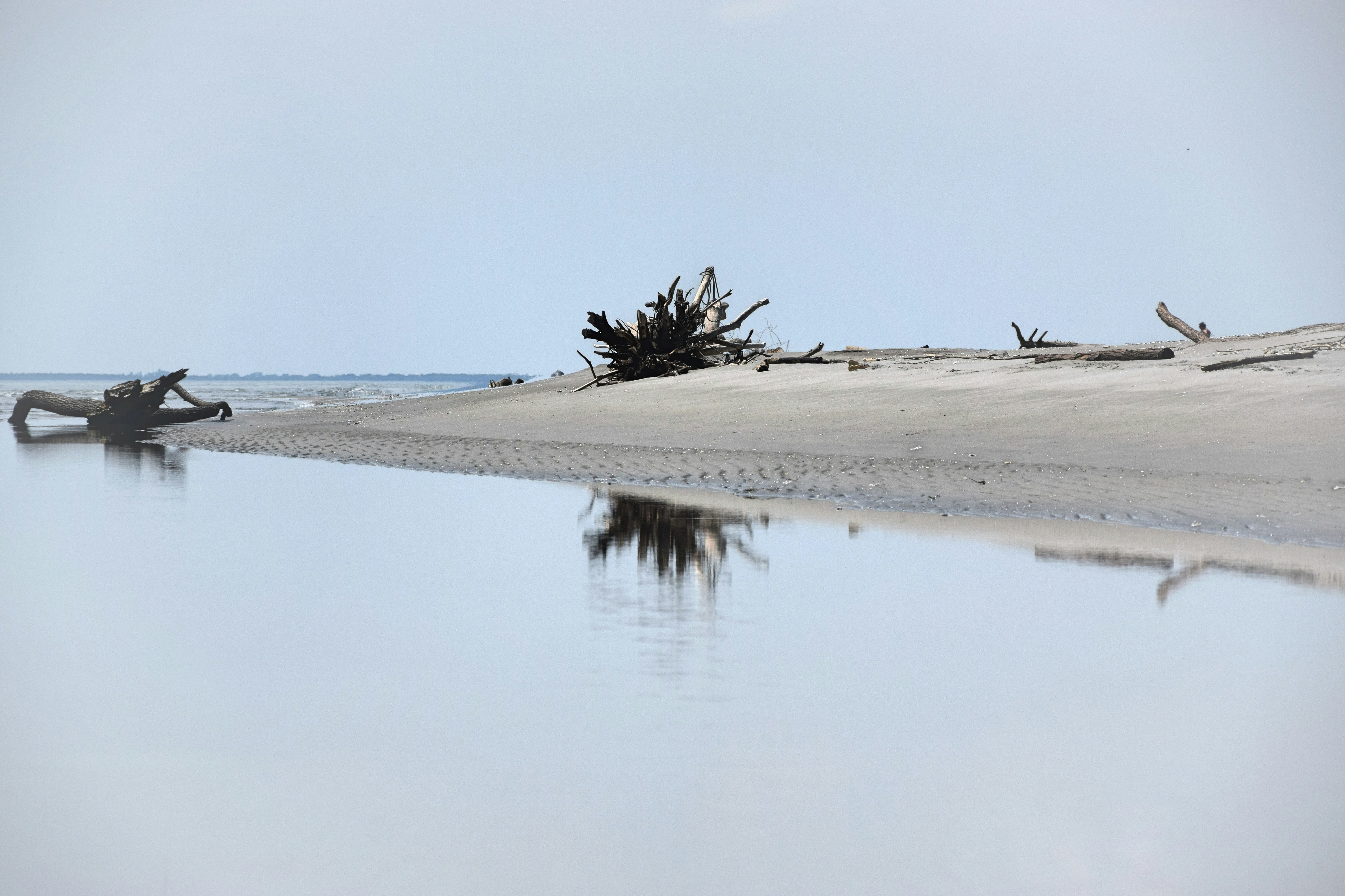 green palm tree on brown sand near body of water during daytime