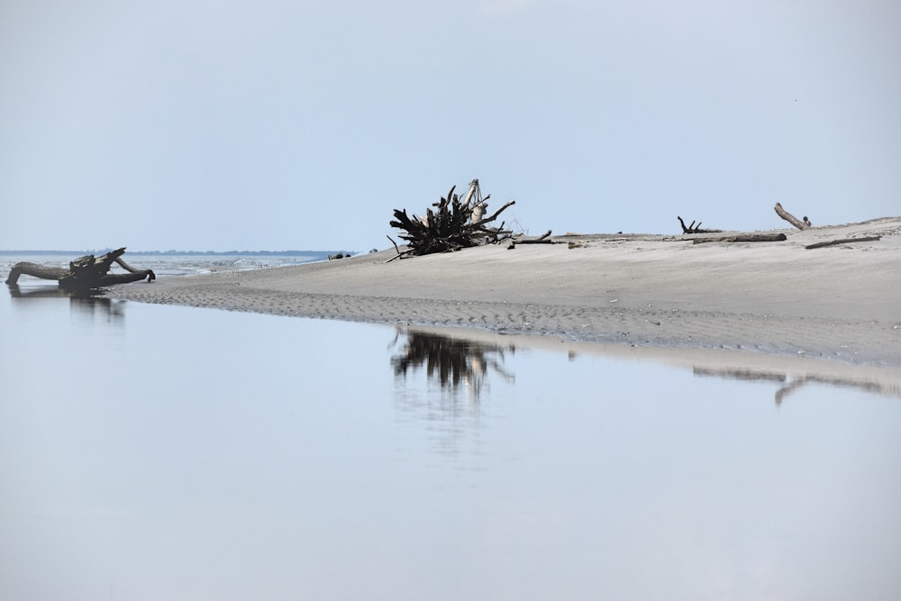 green palm tree on brown sand near body of water during daytime