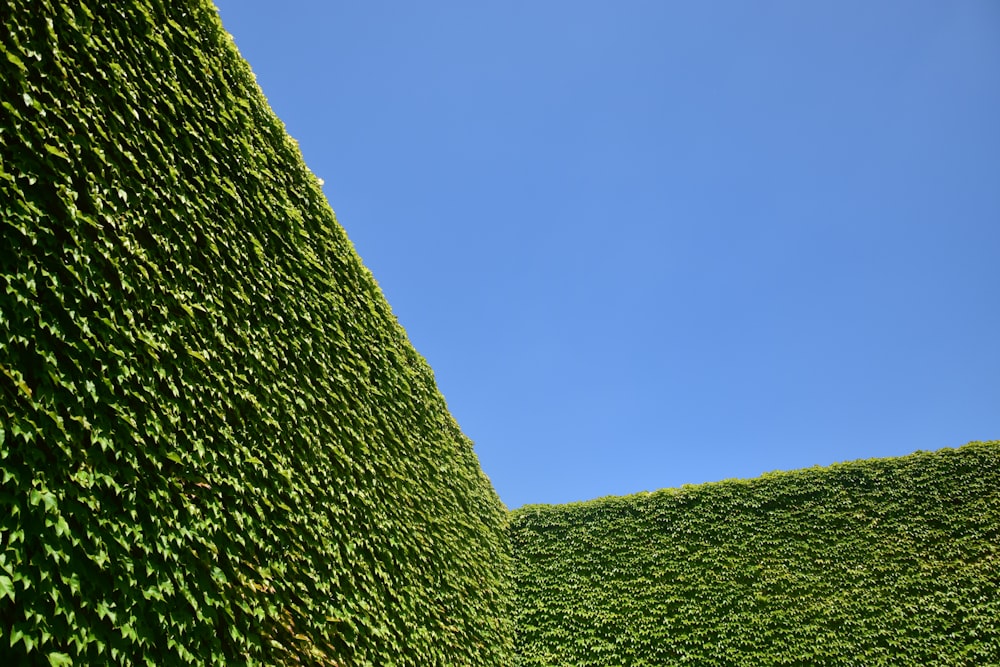 erba verde sotto il cielo blu durante il giorno