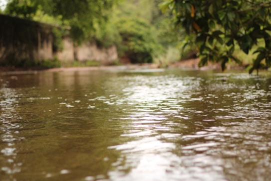 A tranquil stream flows gently, surrounded by lush greenery on either side. The water reflects the overhanging branches, creating a serene and peaceful atmosphere. The background fades into a soft blur, emphasizing the calm movement of the water in the foreground.
