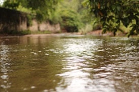 A tranquil stream flows gently, surrounded by lush greenery on either side. The water reflects the overhanging branches, creating a serene and peaceful atmosphere. The background fades into a soft blur, emphasizing the calm movement of the water in the foreground.
