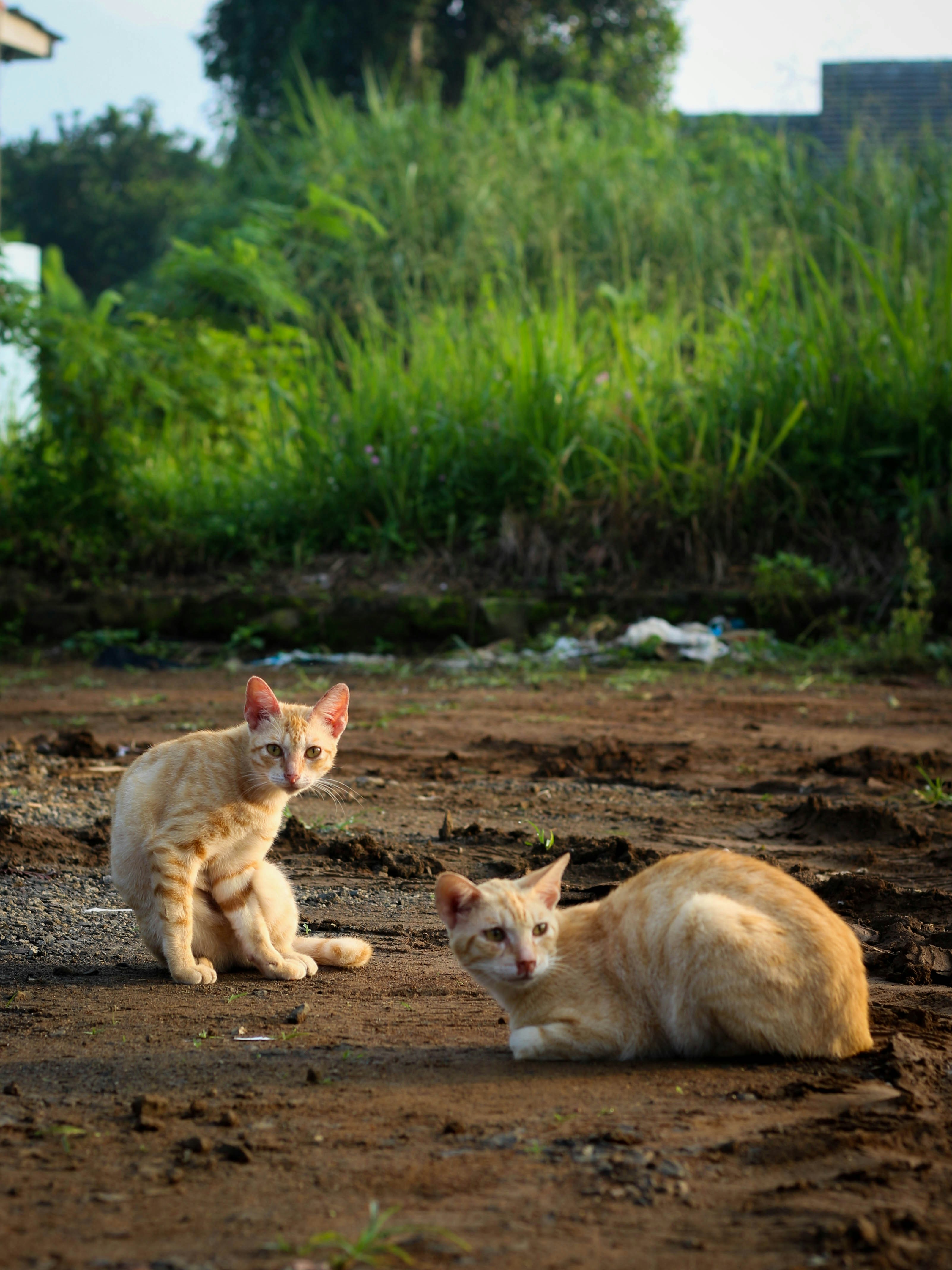 Bengal Cats: The Wild Child of the House (image credits: unsplash)