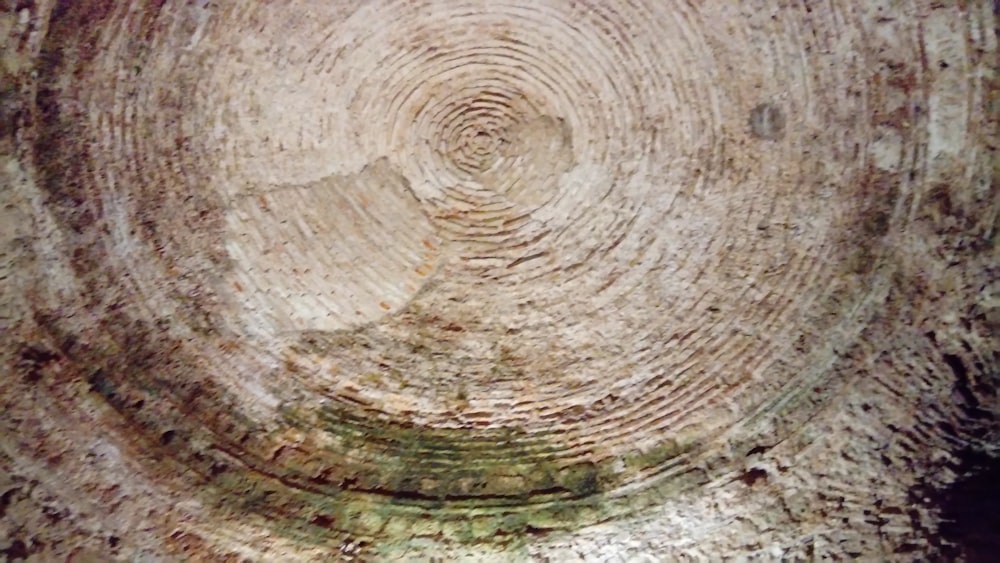a close up of a tree trunk with a circular design