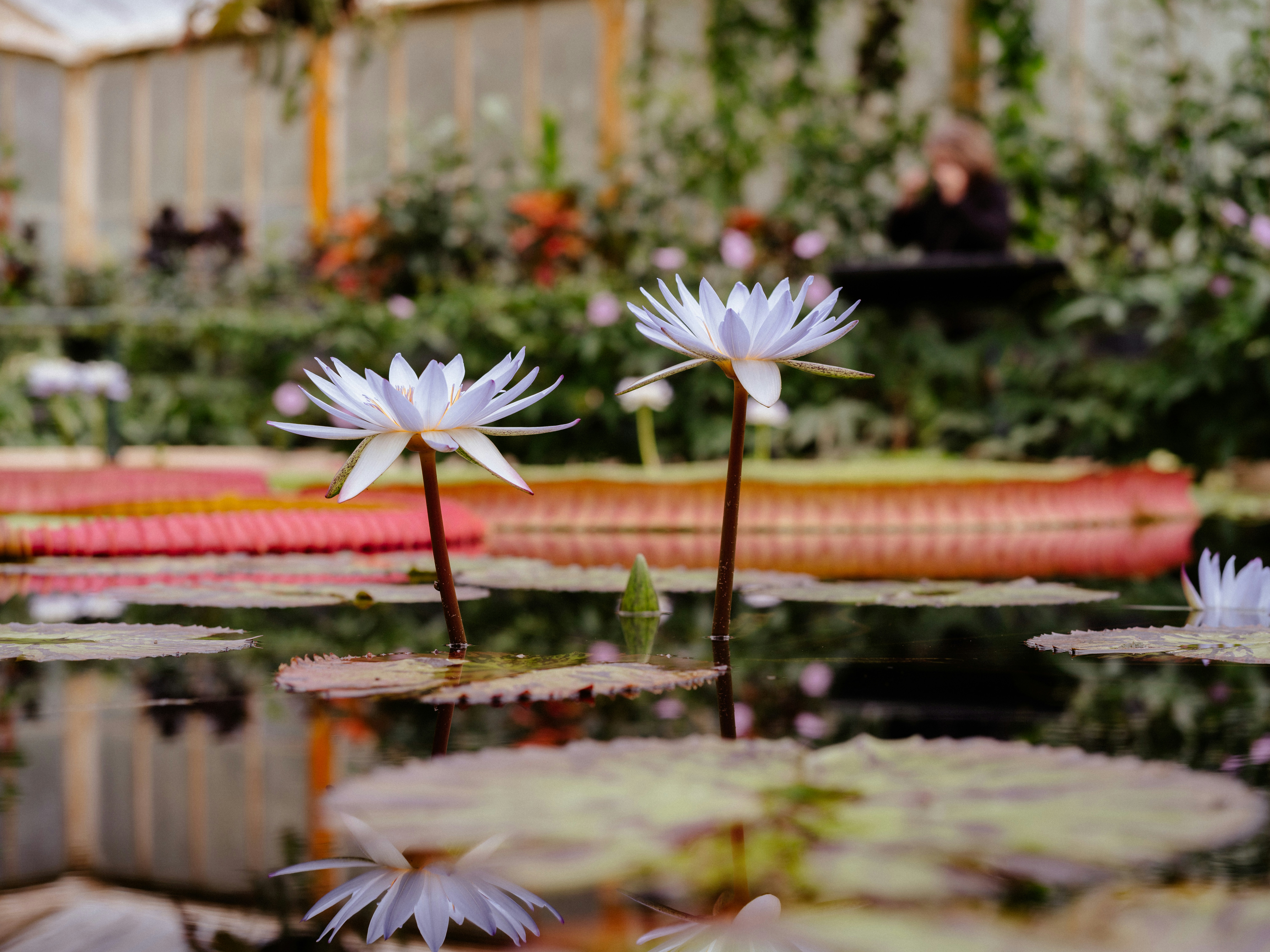 a couple of white flowers sitting on top of a pond