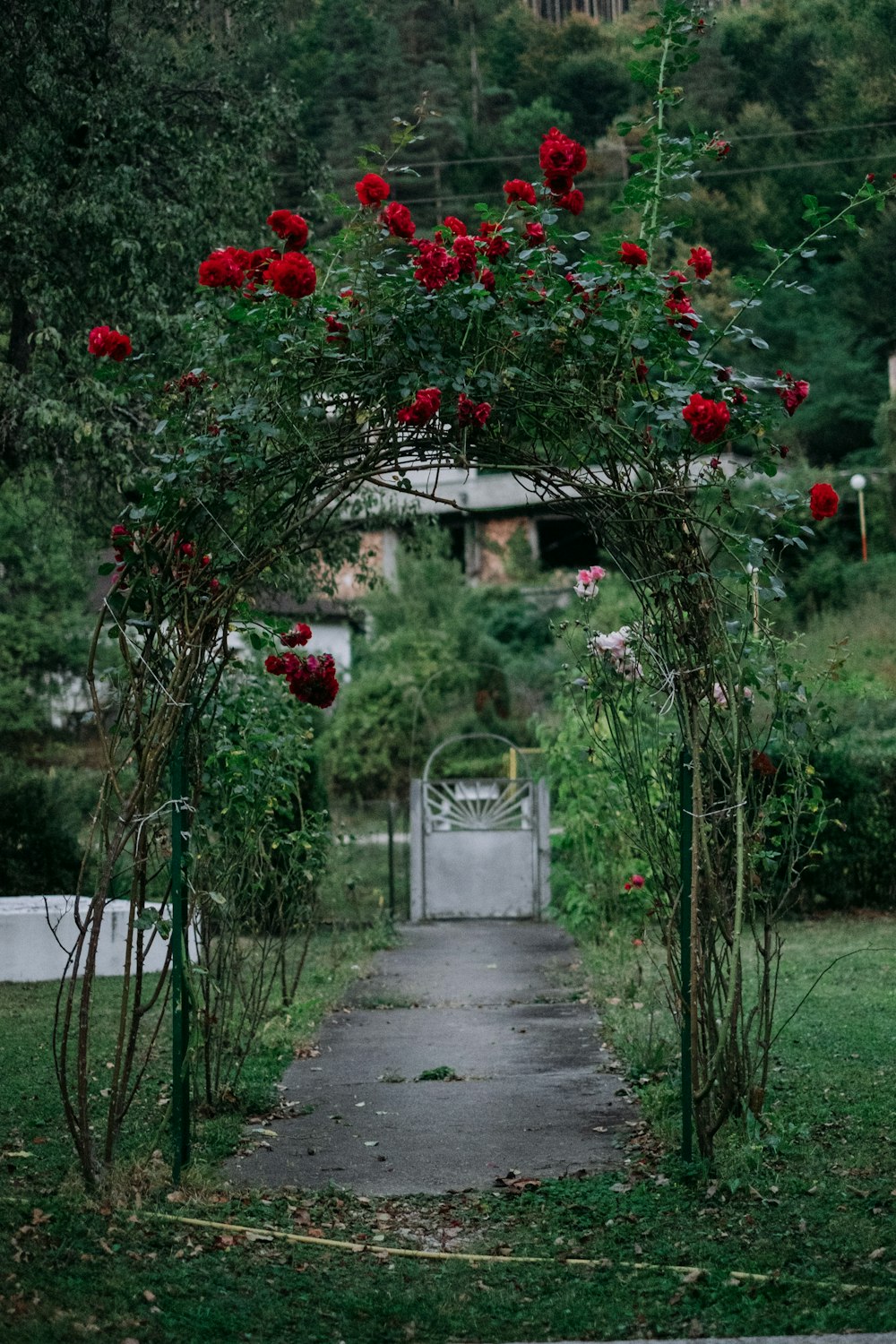 a garden with a stone path and red roses on it