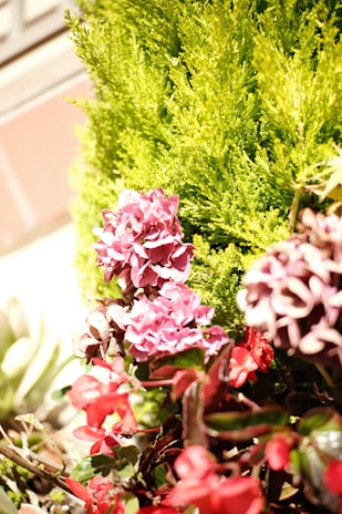 A vibrant display of Gorran Toula plants growing in the African sun.