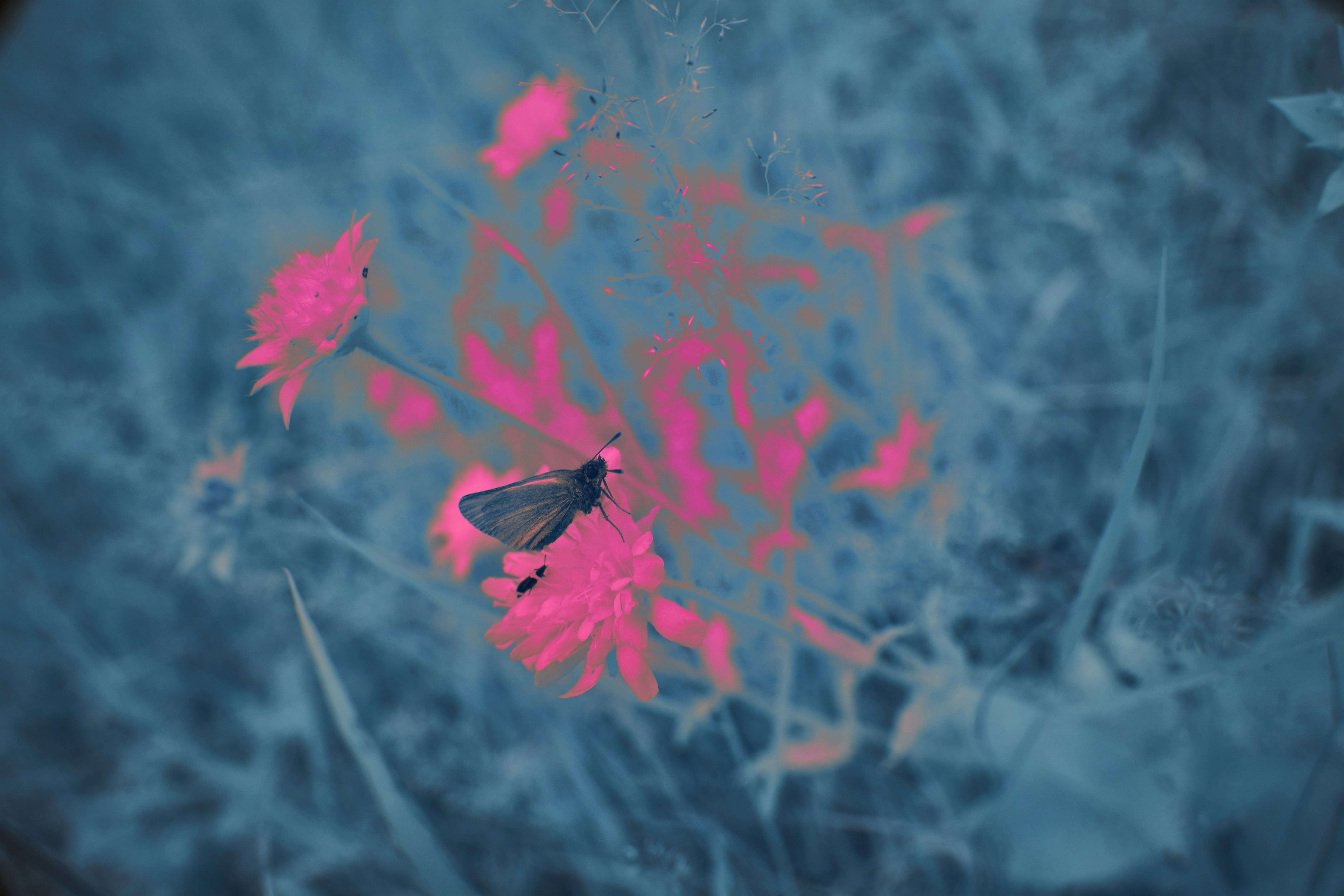 Photo by wolfgang_hasselmann