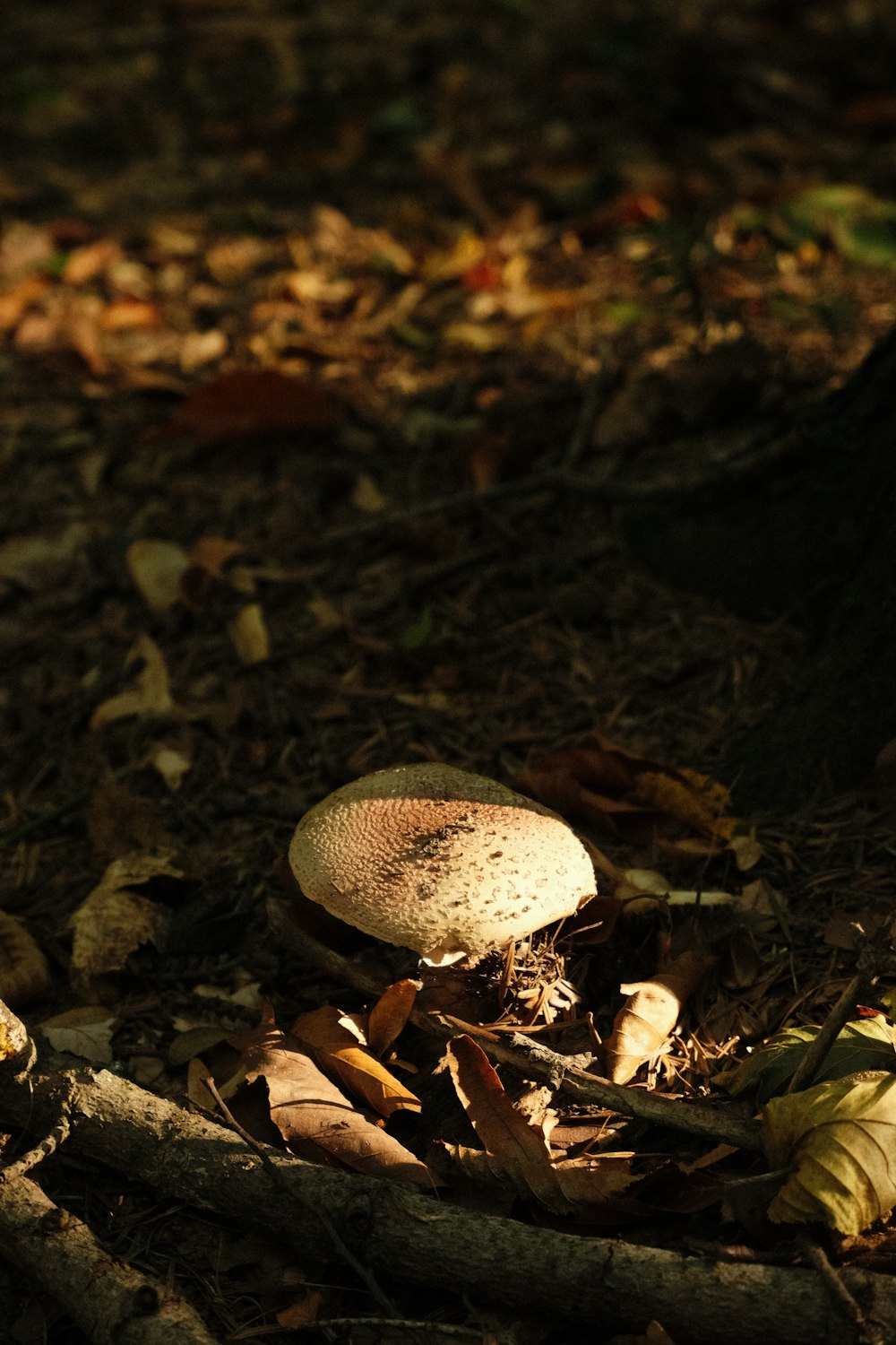 un hongo sentado en el suelo en el bosque