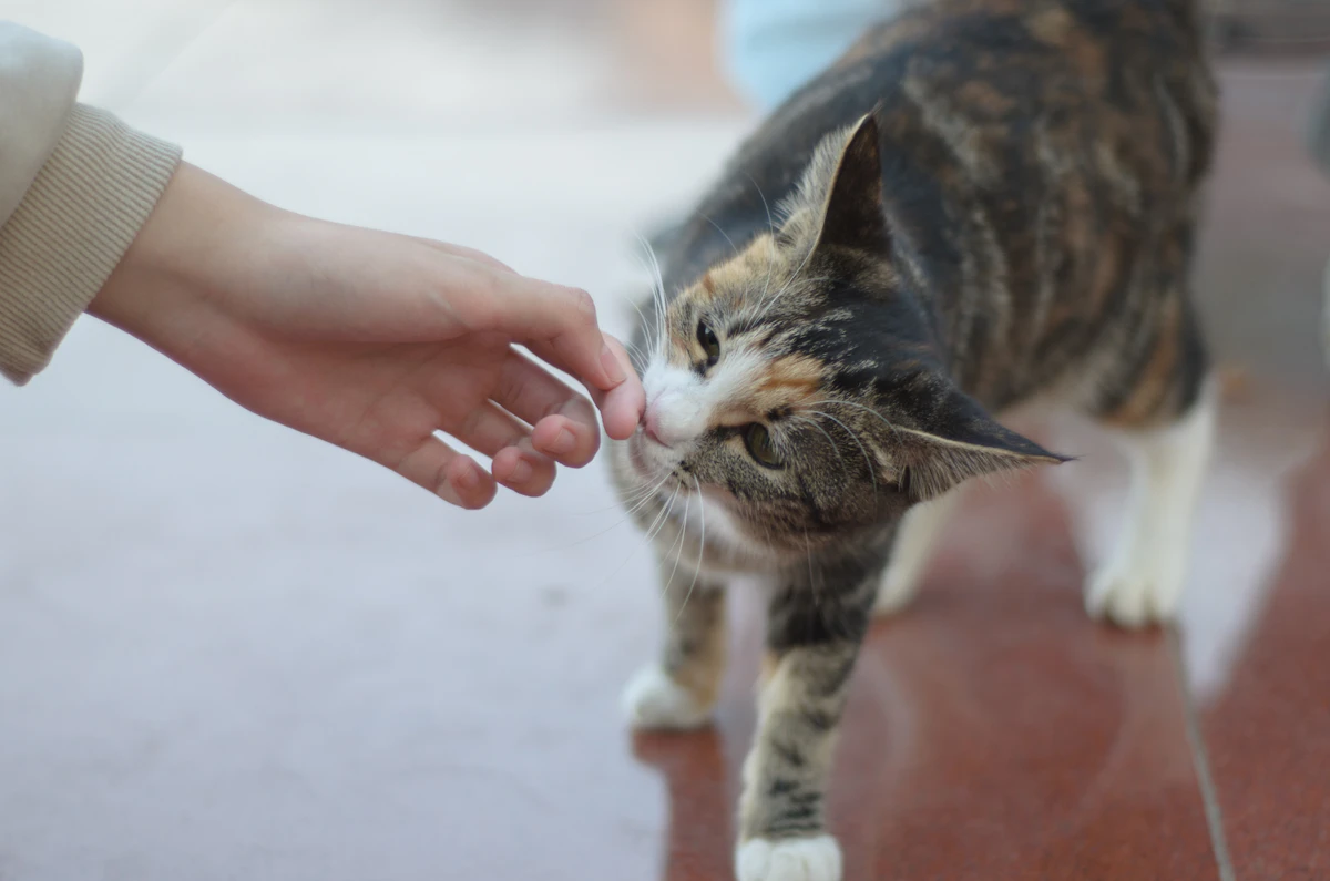 Close-up of a hand gently petting a grey cat, representing feline wellness routines