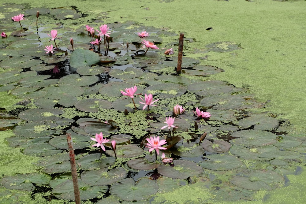 a pond filled with lots of pink water lilies