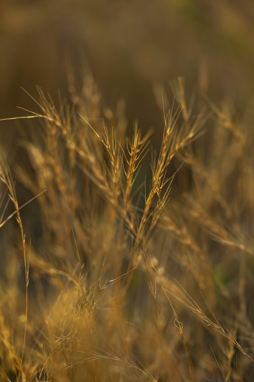 a close up of a field of grass with a blurry background