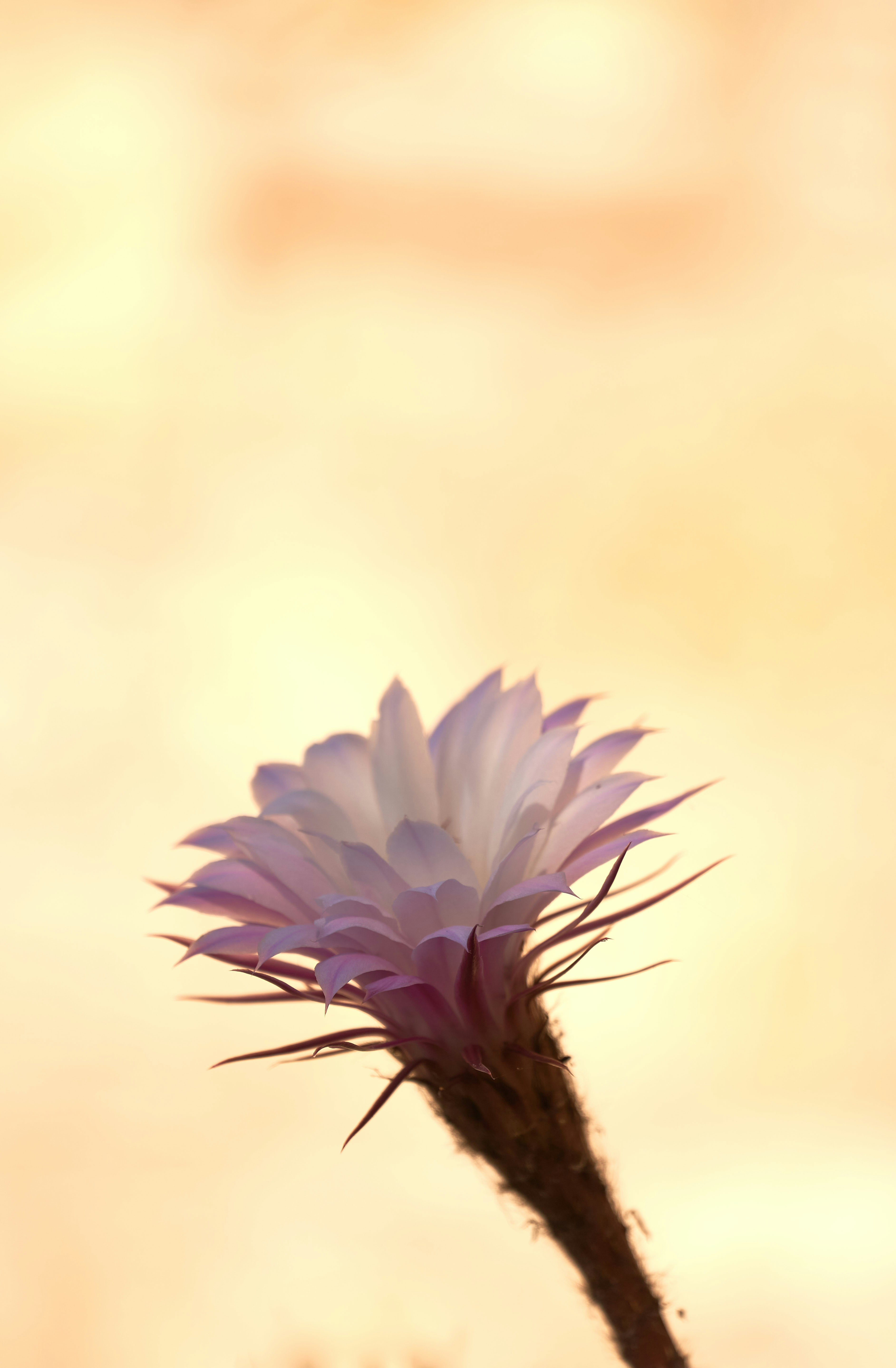 A purple flower is in the middle of a field photo – Free Yellow Image ...