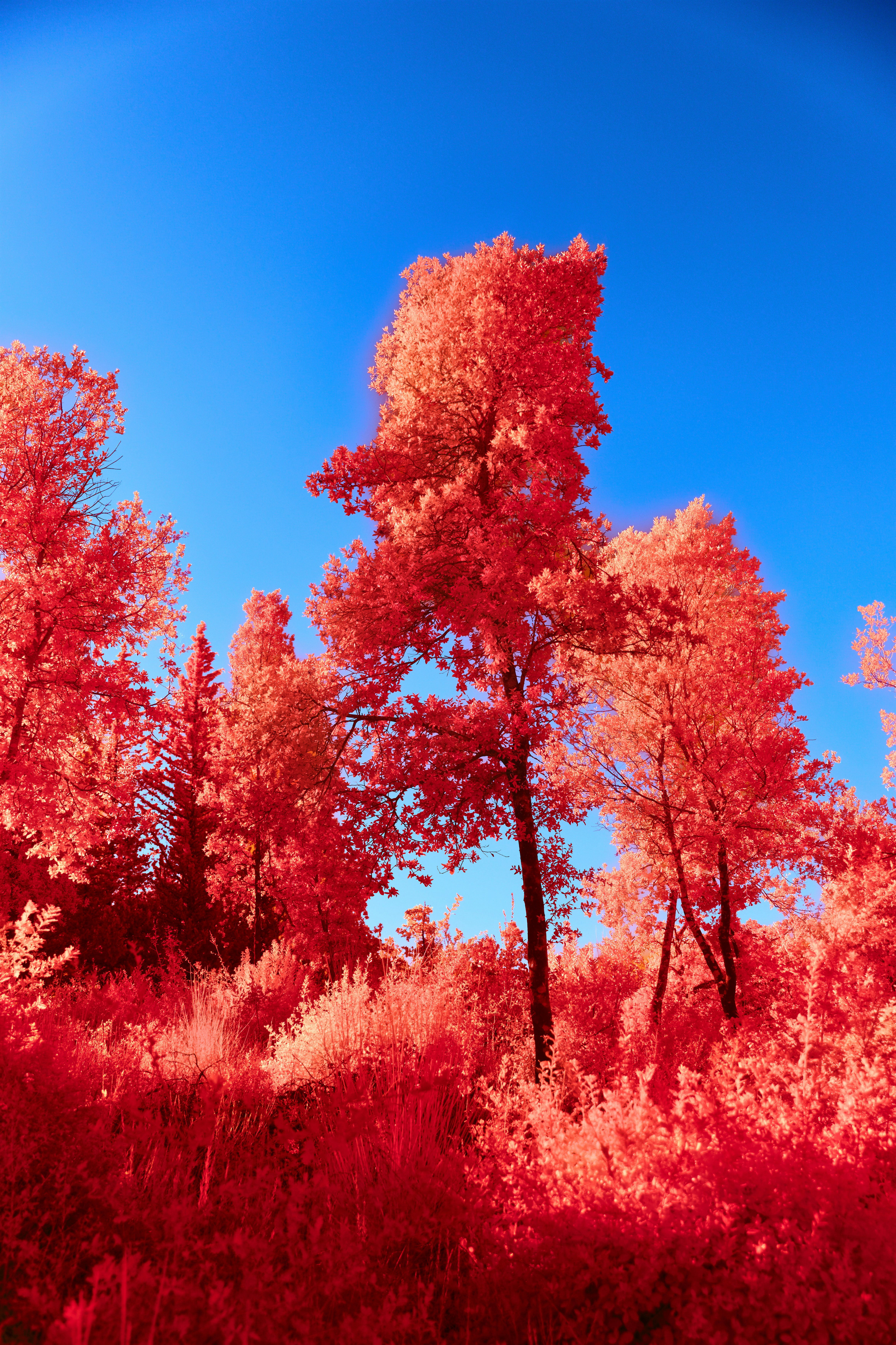 Photo by wolfgang_hasselmann