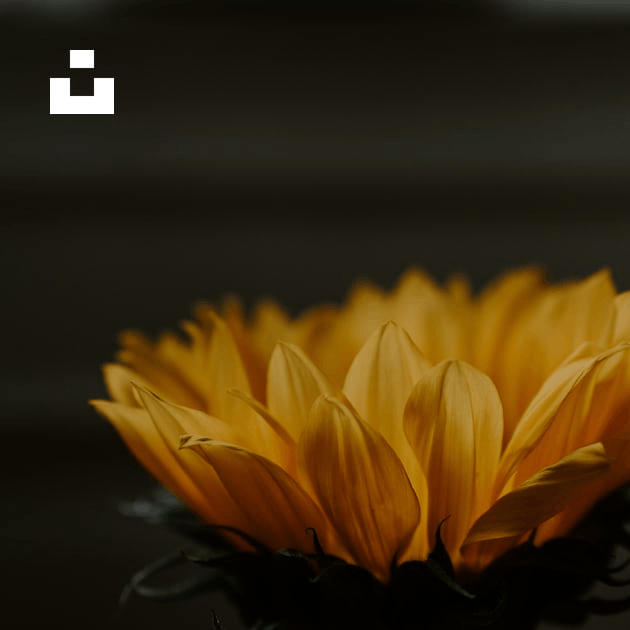 Aesthetic Wallpaper  100+ best free wallpaper, plant, flora, and flower  photos on Unsplash