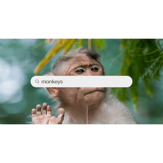 Monkeys Are Putting On A Funny Look Background, Monkey Meme Pictures  Background Image And Wallpaper for Free Download