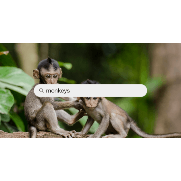 500+ Monkey Face Pictures [HD]  Download Free Images on Unsplash