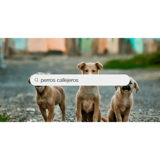Imágenes de Perros Callejeros | Descarga imágenes gratuitas en Unsplash