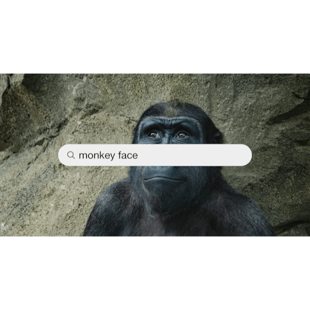 500+ Monkey Face Pictures [HD]  Download Free Images on Unsplash