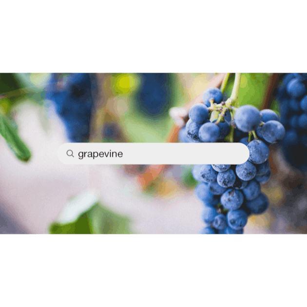 88,500+ Old Grapevine Stock Photos, Pictures & Royalty-Free Images - iStock