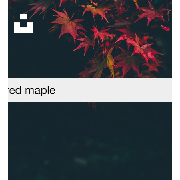 50,000+ Maple Leaves Pictures  Download Free Images on Unsplash