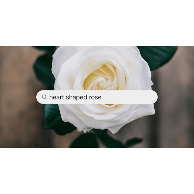 Heart Shaped Rose Pictures  Download Free Images on Unsplash