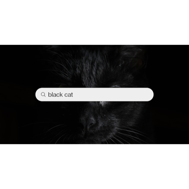 Black Cat Zoning Out Meme Sticker Decal