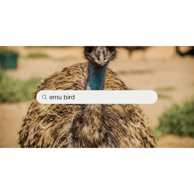 Grey And Brown Feathers Of An Emu Stock Photo - Download Image Now