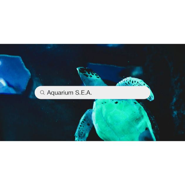 S.e.a. Aquarium Photos  Télécharger des images gratuites sur Unsplash