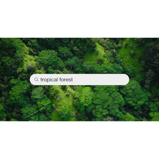 30k+ Tropical Forest Pictures  Download Free Images on Unsplash