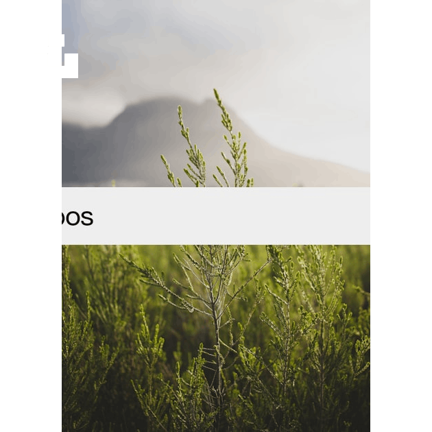 50+ Green Aesthetic Pictures, Color Palettes & Wallpapers