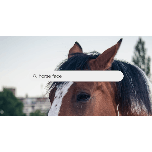 30k+ Horse Face Pictures  Download Free Images on Unsplash