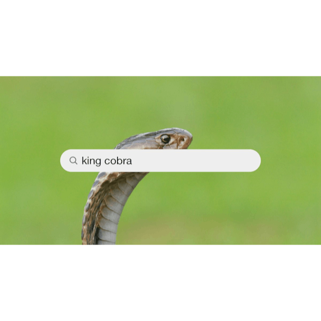 Foto Uma cobra azul e preta deitada no chão – Imagem de Cobra grátis no  Unsplash