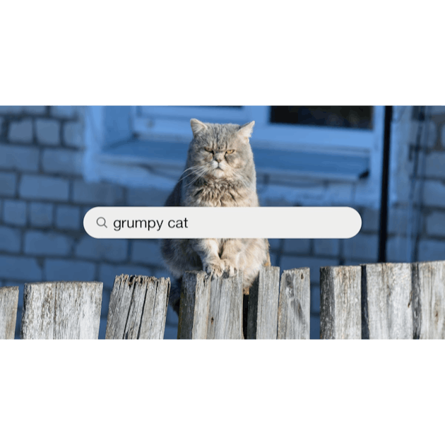 Grumpy Cat Pictures  Download Free Images on Unsplash