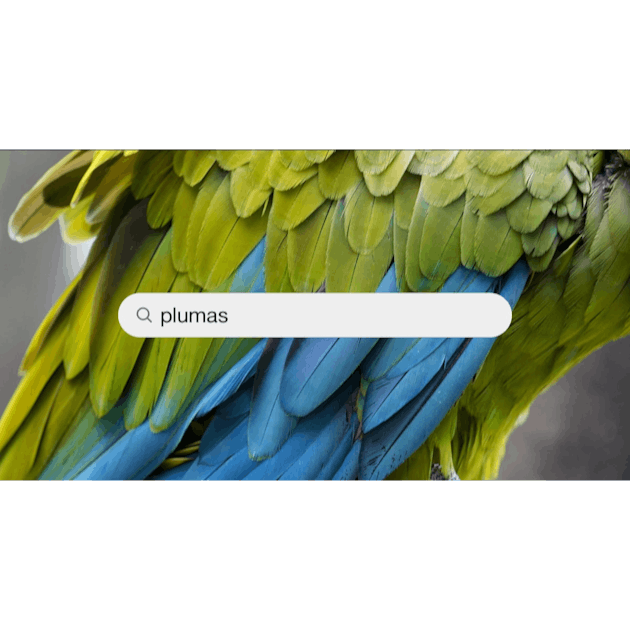 Plumas Pictures | Download Free Images on Unsplash