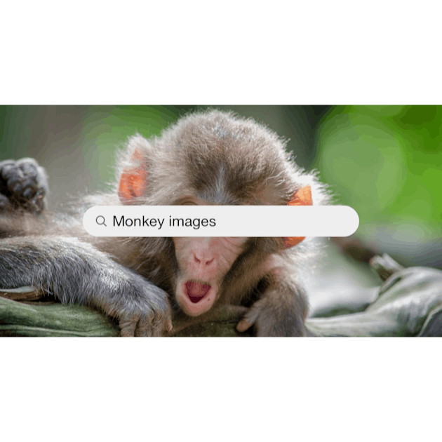 Monkey That Has Its Face Open Looking Background, Monkey Meme Pictures,  Monkey, Animal Background Image And Wallpaper for Free Download