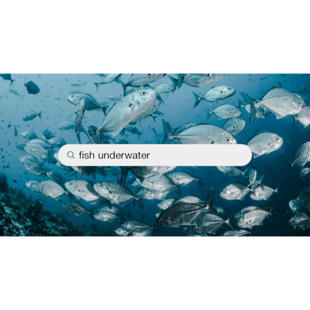 1K+ Fish Underwater Pictures  Download Free Images on Unsplash
