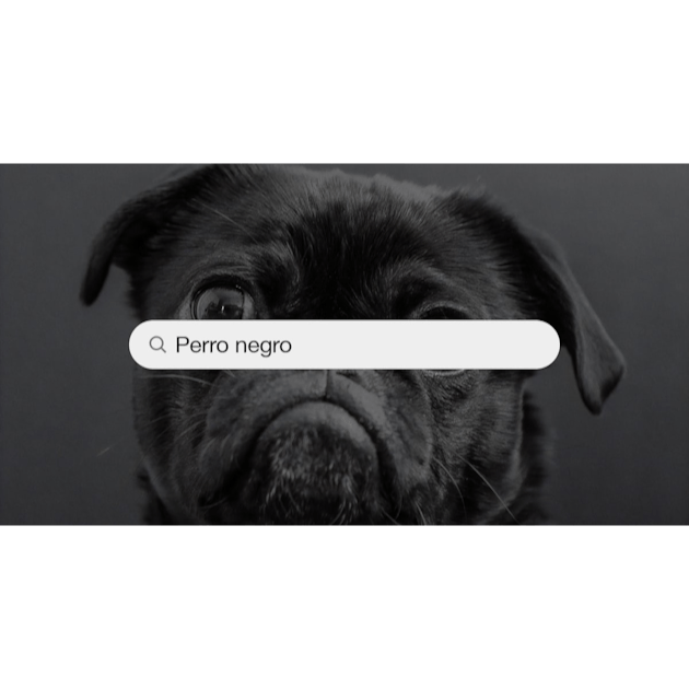 750+ Fotos de Perros Negros  Descargar imágenes y fotos de archivo gratis  en Unsplash