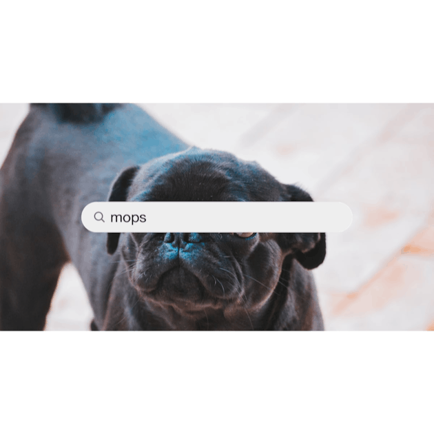 Mops Pictures | Download Free Images on Unsplash