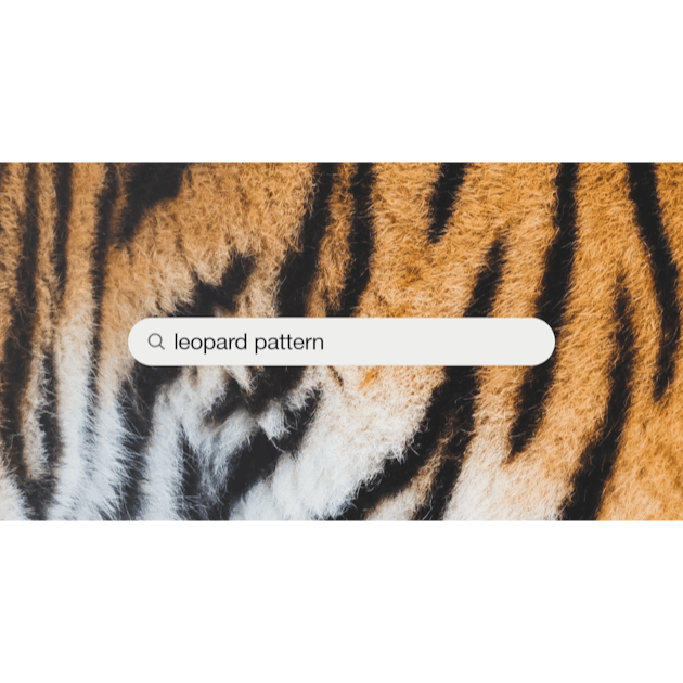 Cheetah Print Pictures  Download Free Images on Unsplash